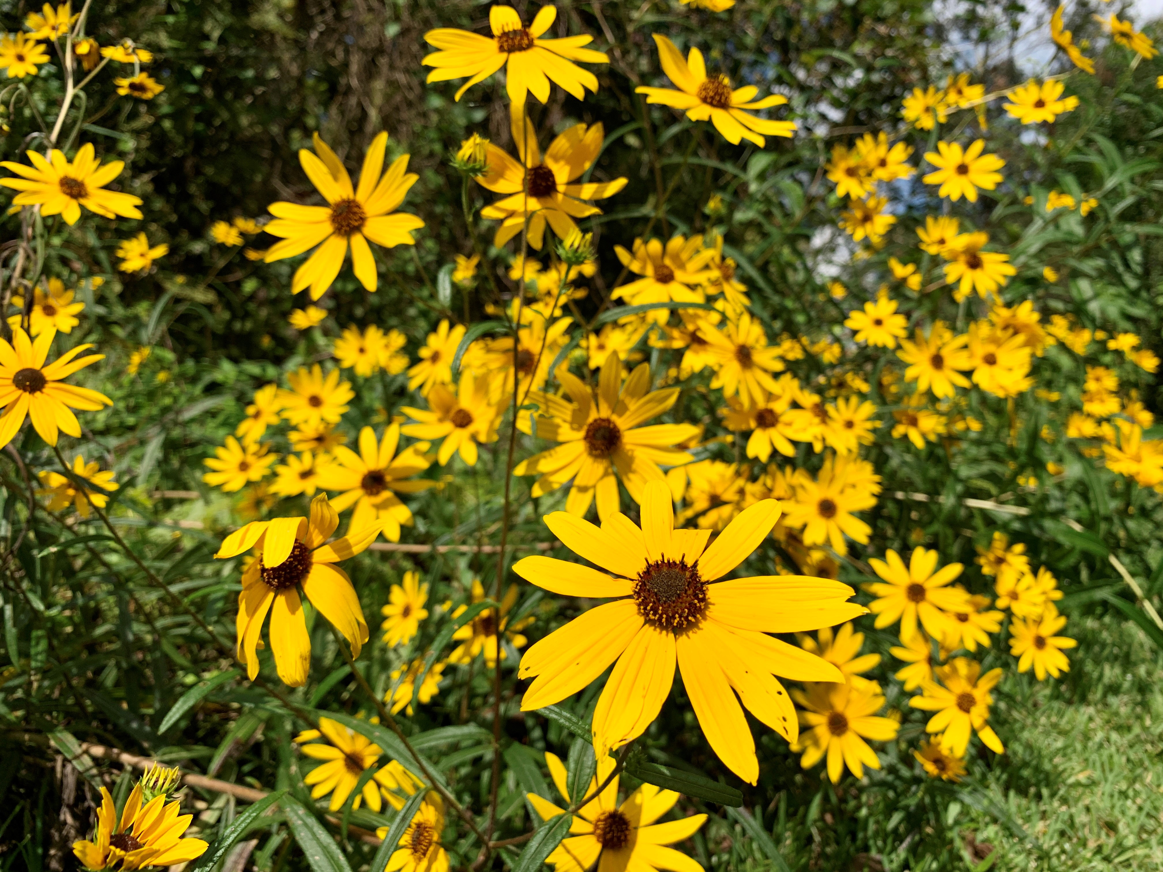 Cheer up with the swamp sunflower