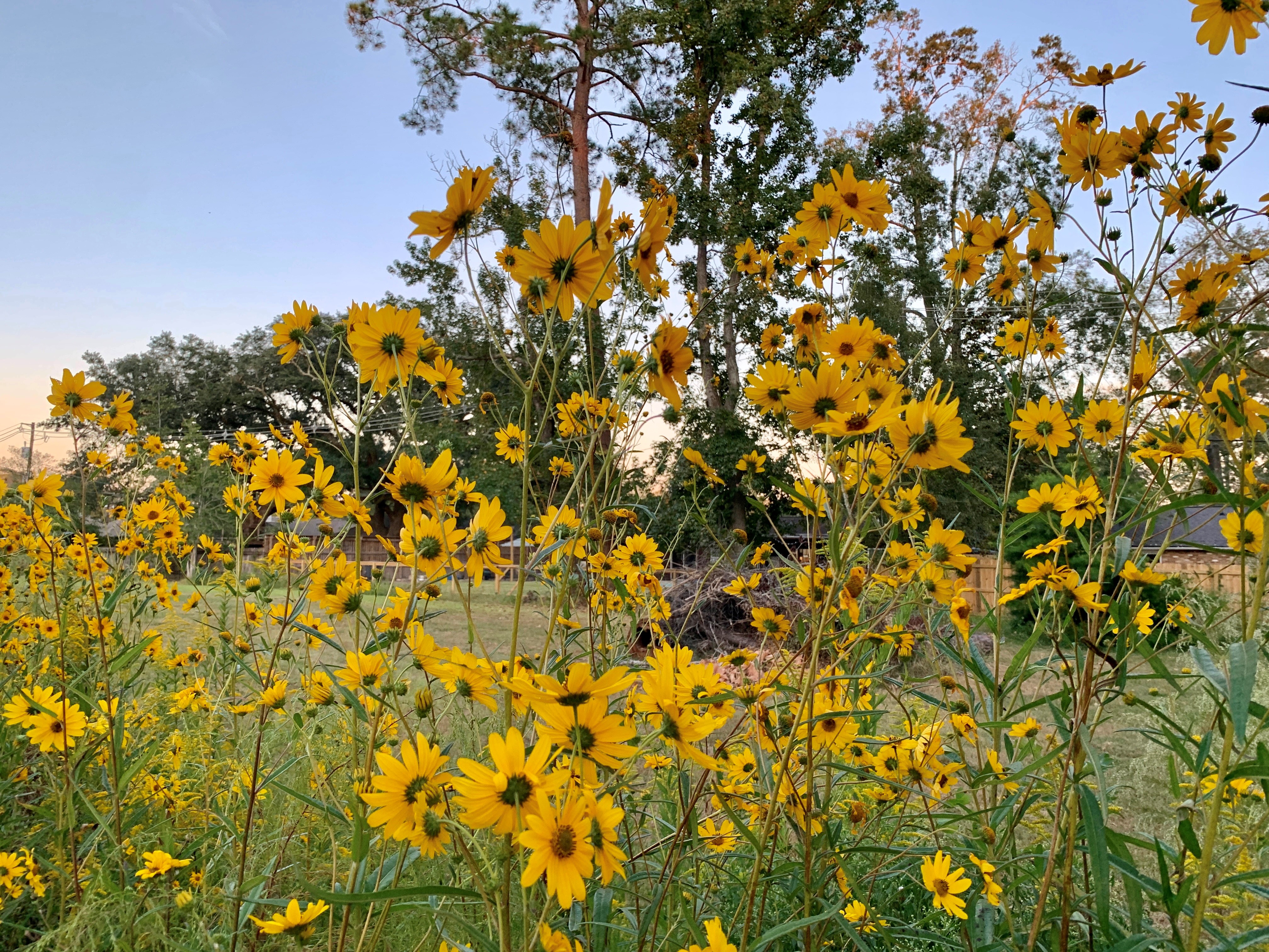Sunflowers