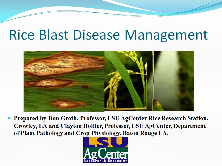 Rice Blast Disease Management 2012