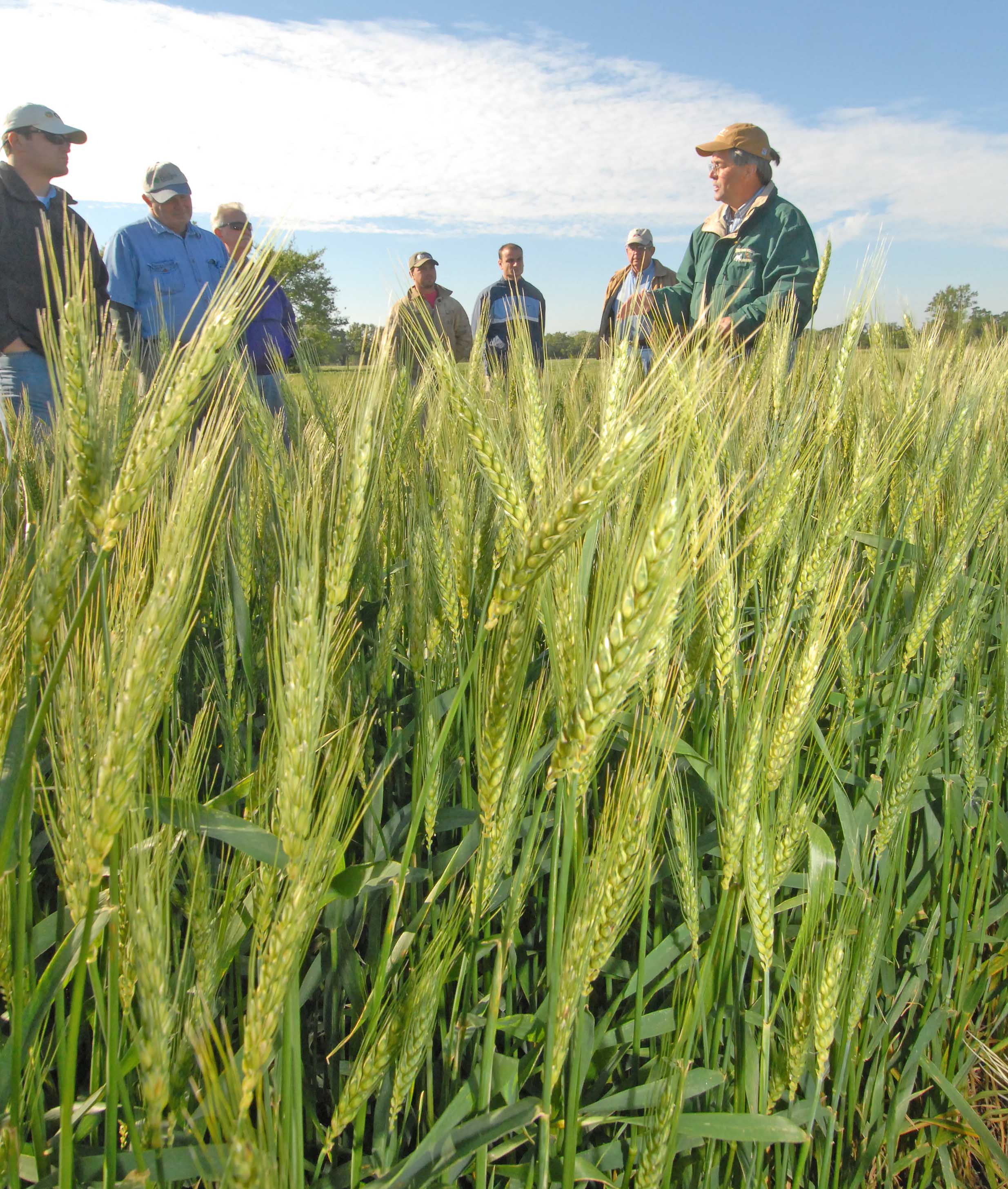 Sugarcane farmers weigh wheat as rotation crop to control weeds, slow erosion