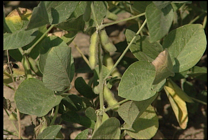 Farmers gather for tri-state soybean forum