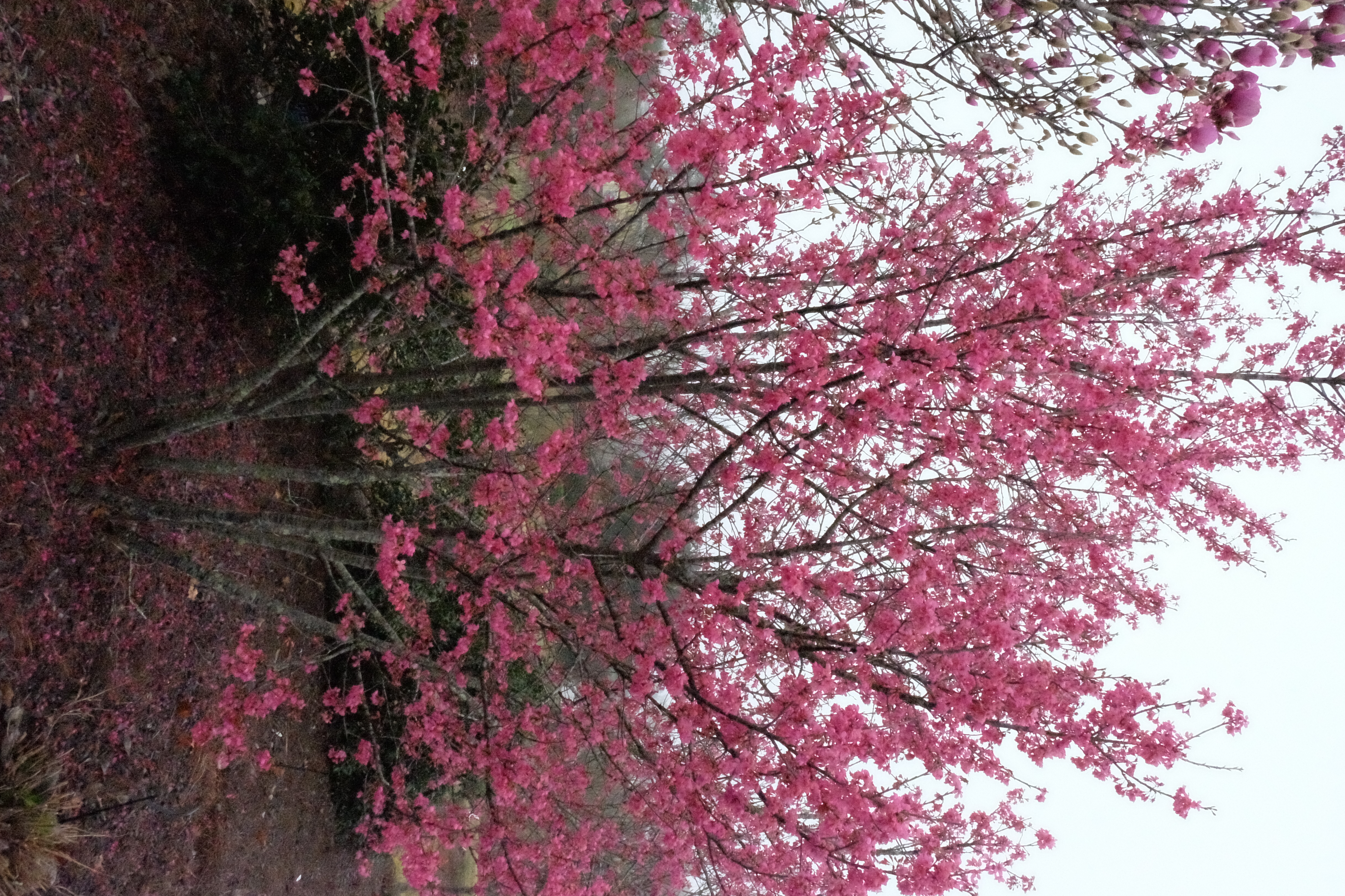 DSCF4227JPG
