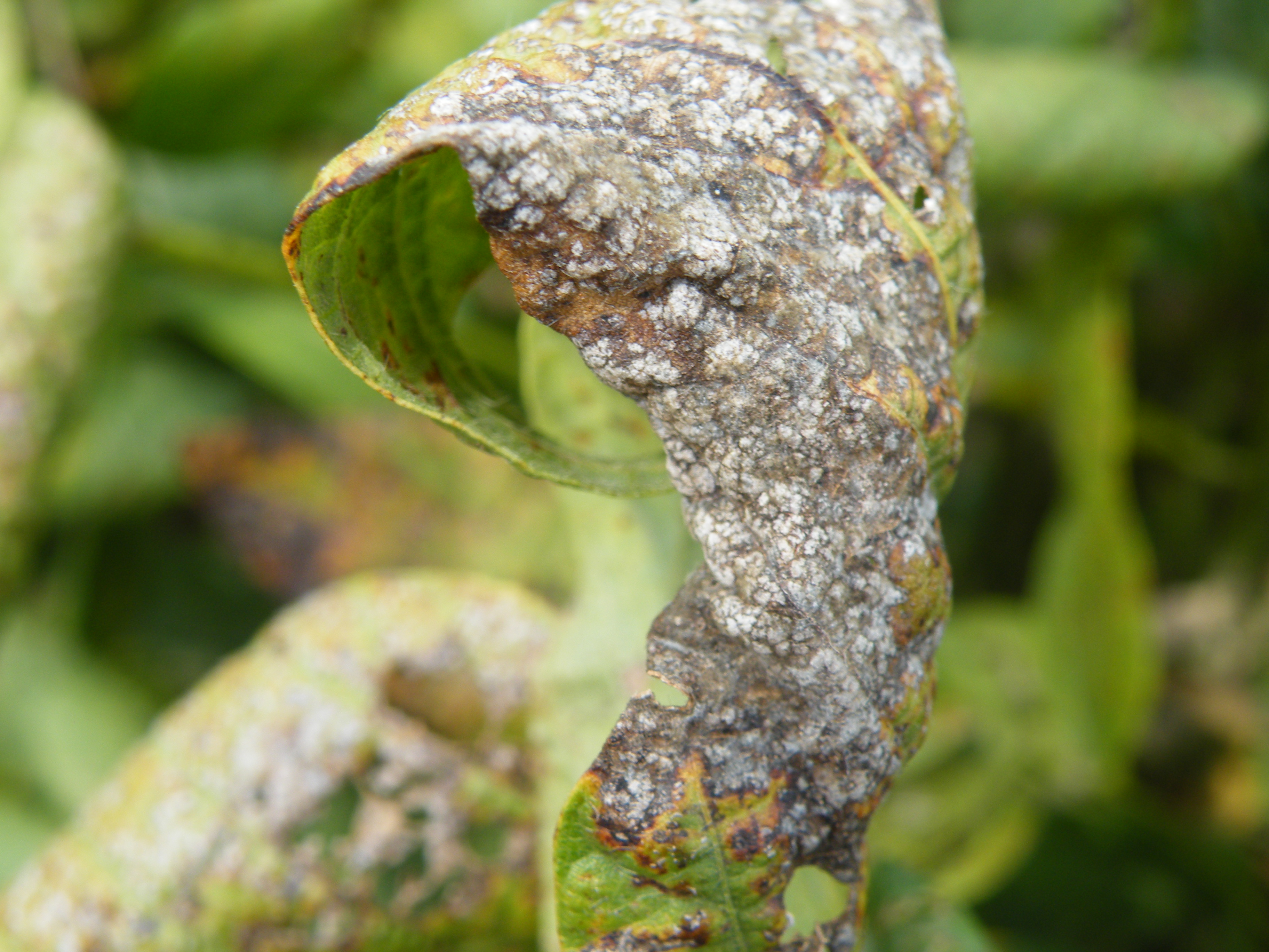 Cercospora