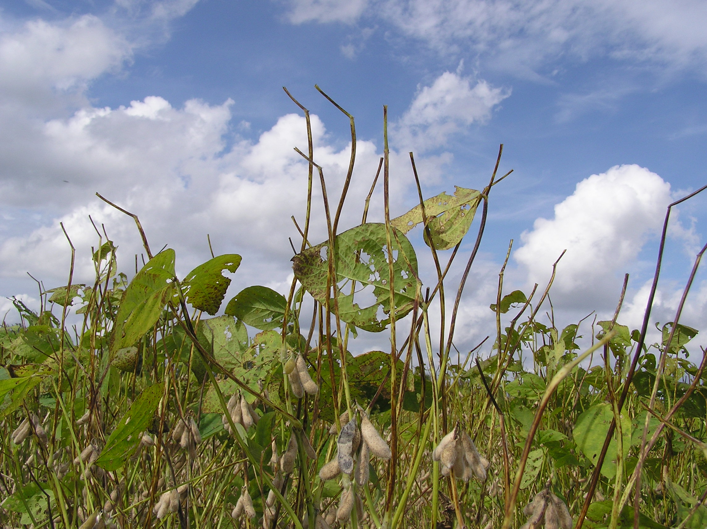 Cercospora