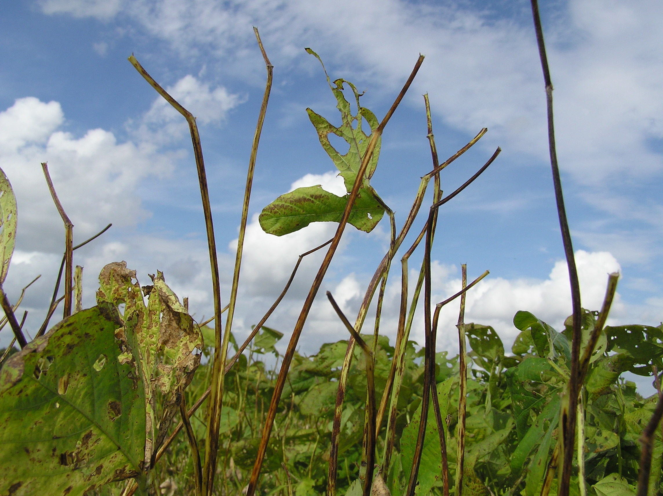 Cercospora