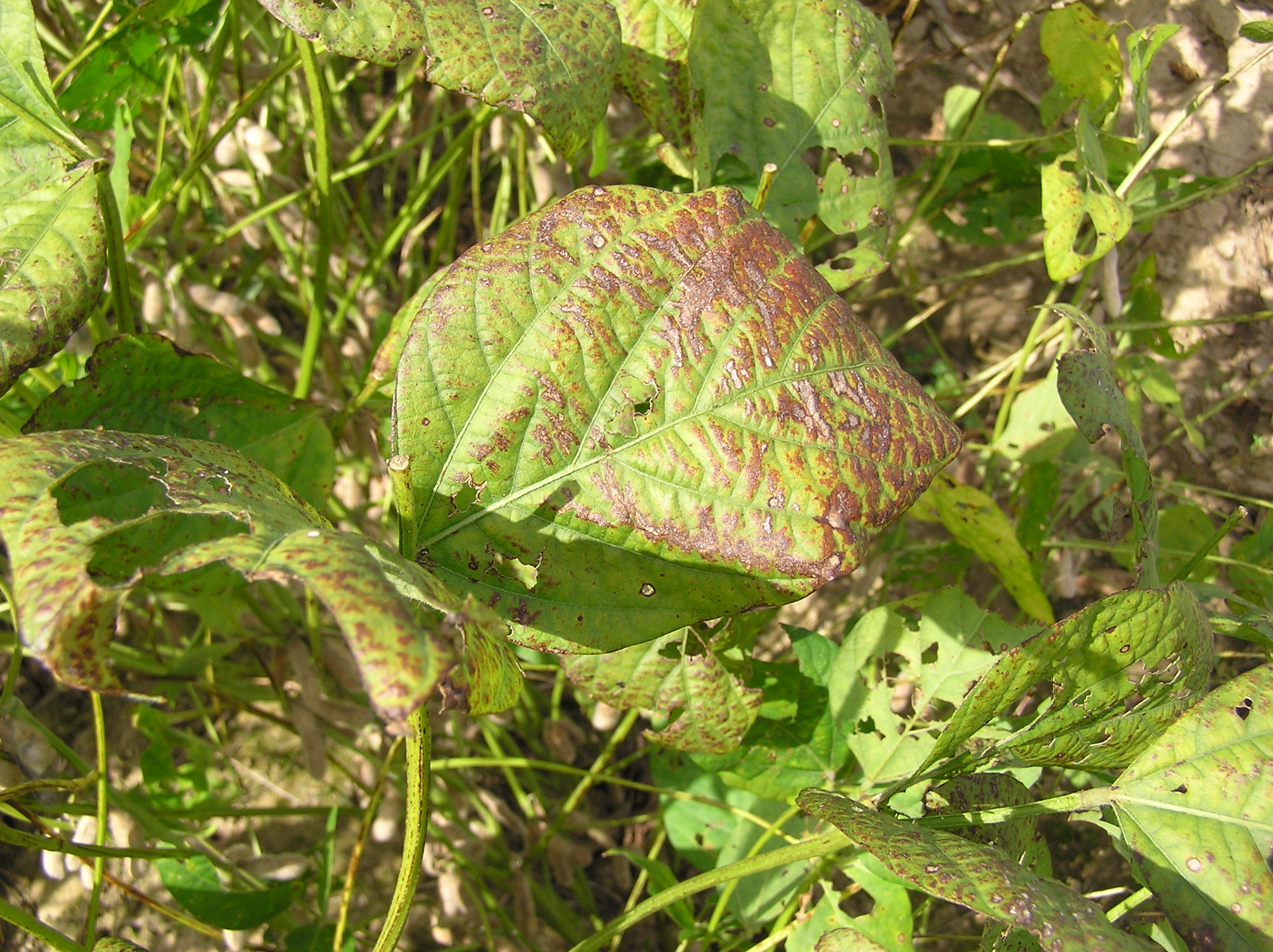 Cercospora