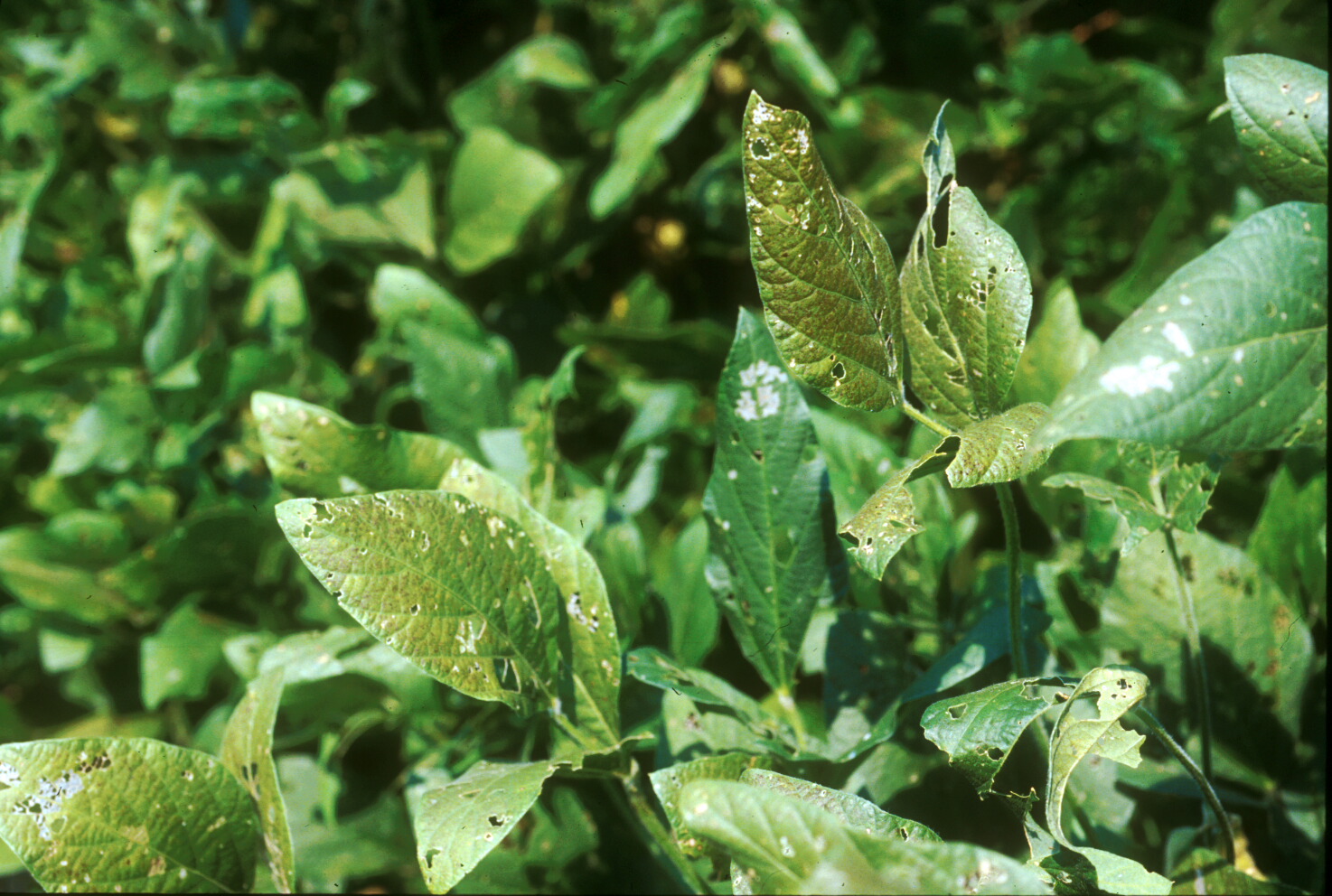 Cercospora