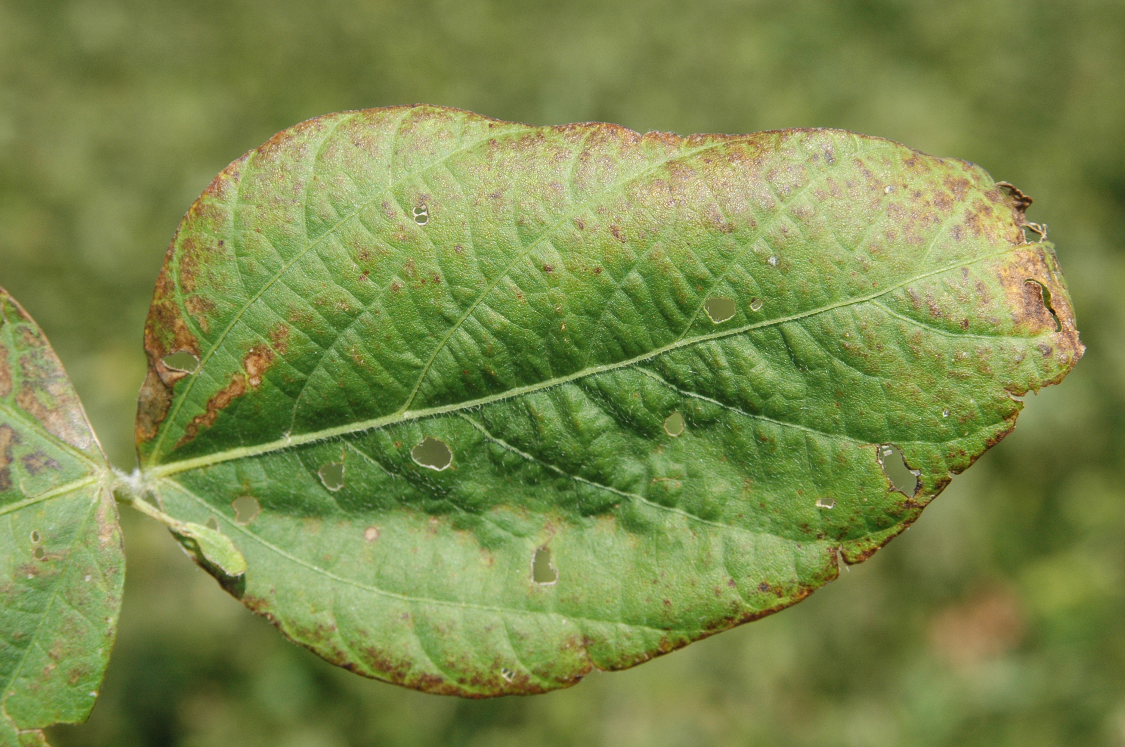 Cercospora