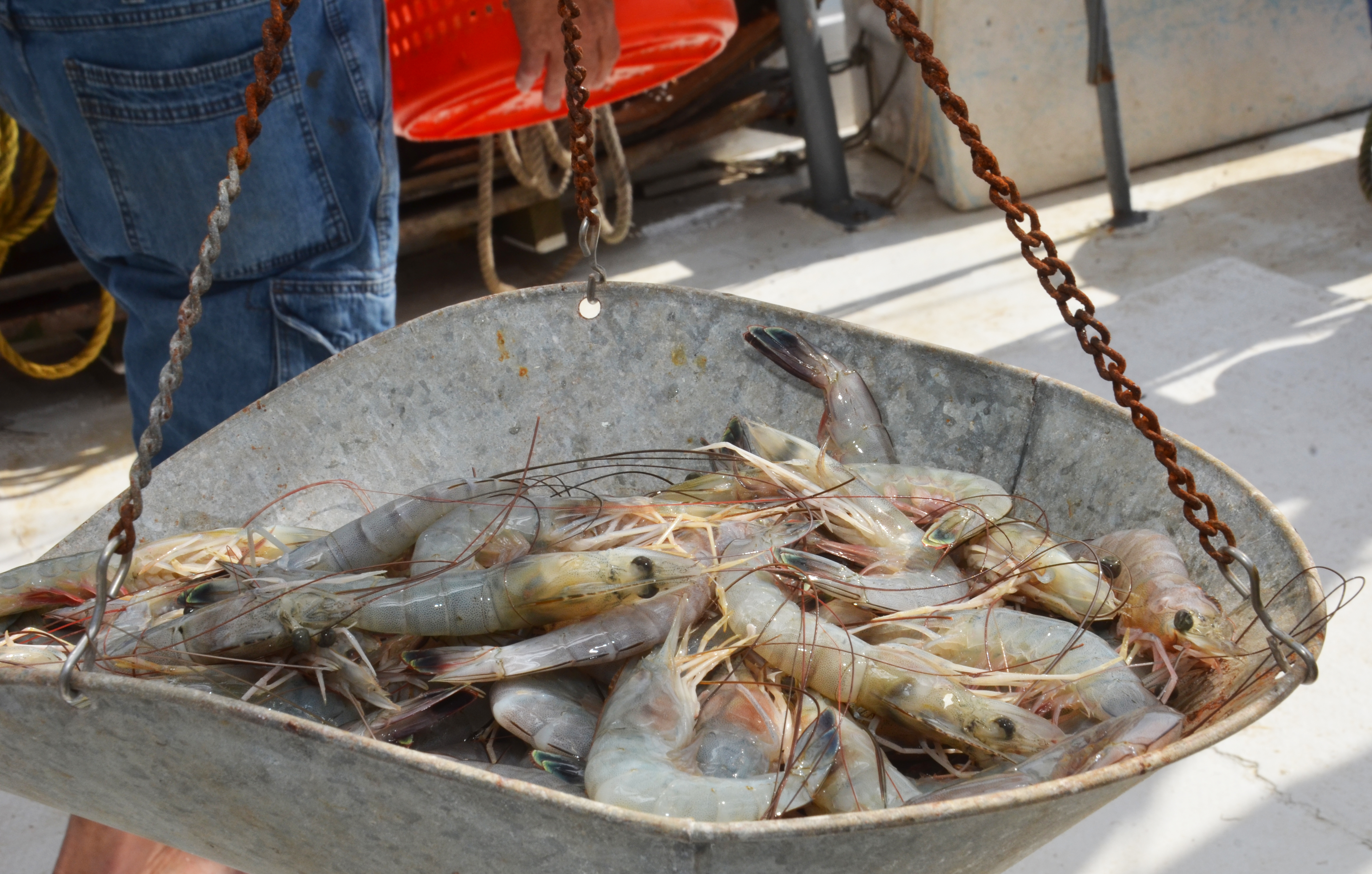 shrimp weighed