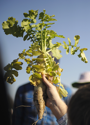 Grant funds cover crop study