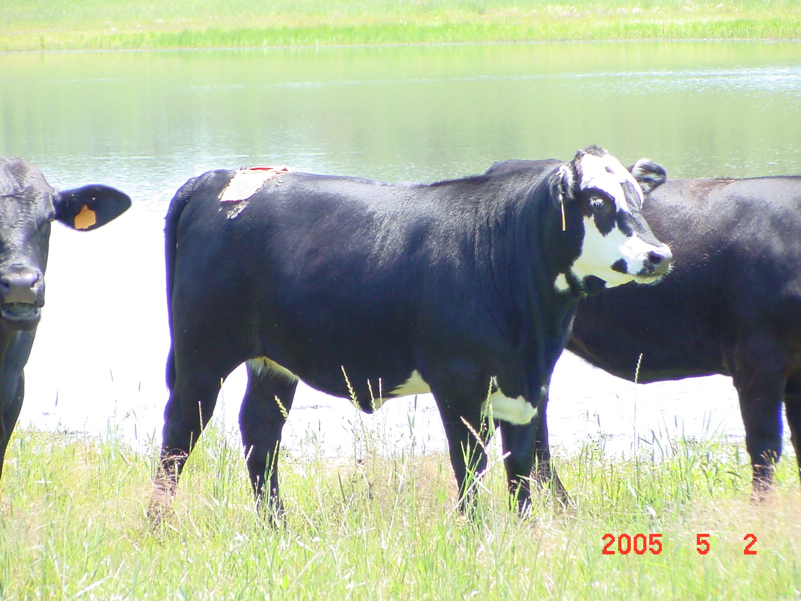 New Electronic Heat Detection for Beef Cattle