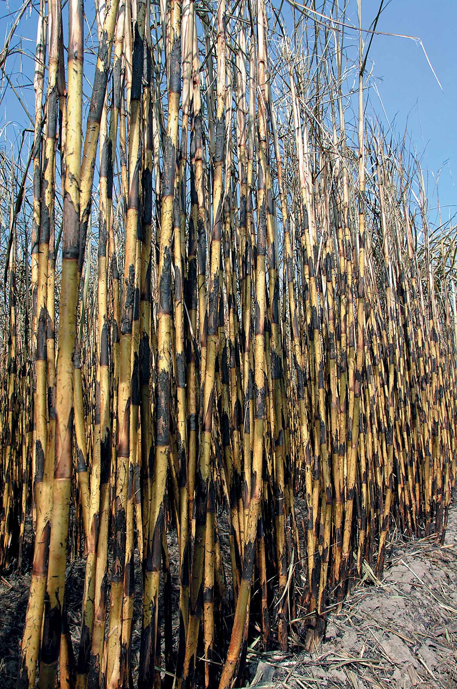 Prescribed Burns Help the Sugarcane Industry and Reduce Smoke and Ash Problems