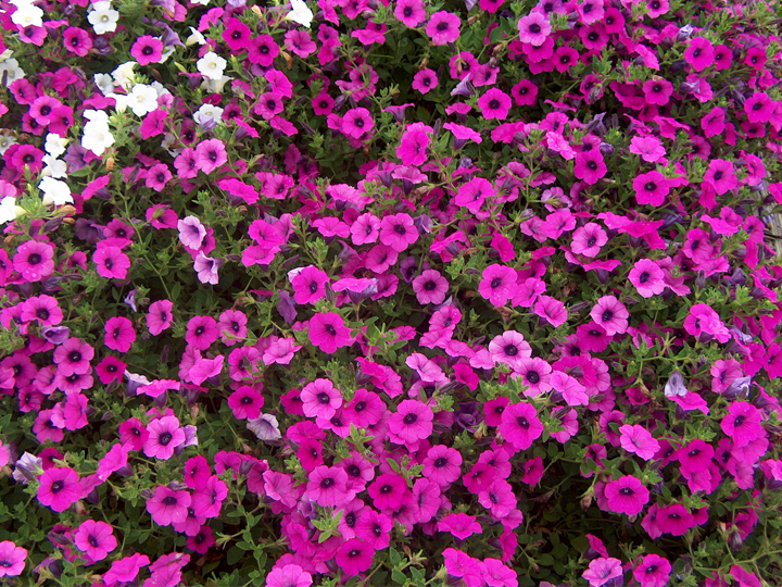 Plant some pretty petunias