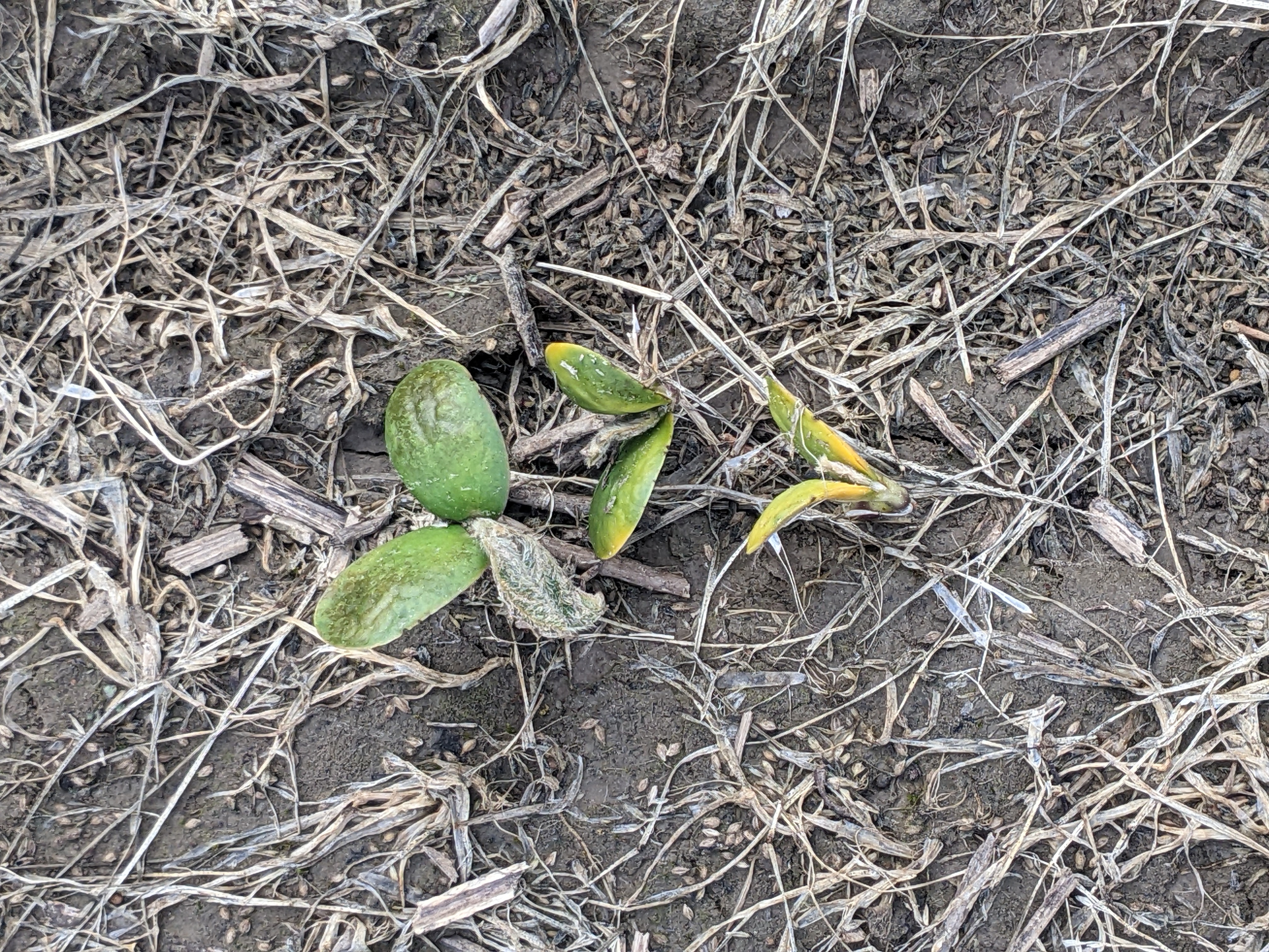 2023 Louisiana Soybean Production Update: An Early Start to Planting and a Freeze