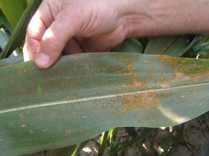 Managing Southern Corn Rust in Louisiana