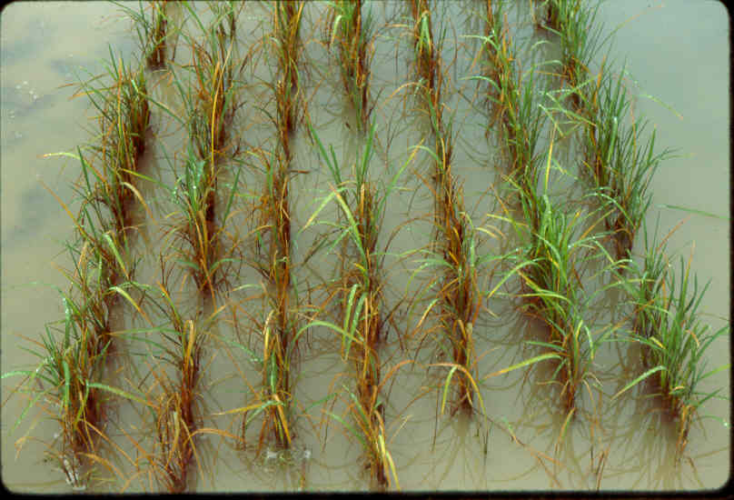 Dead Rice Plants