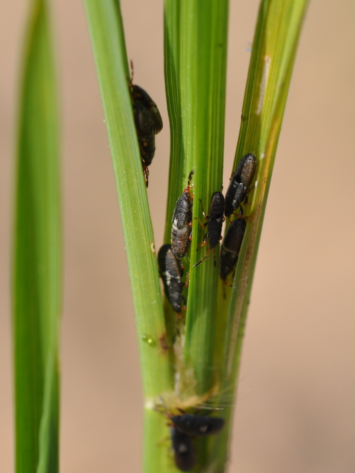 Chinch Bug Nymphs
