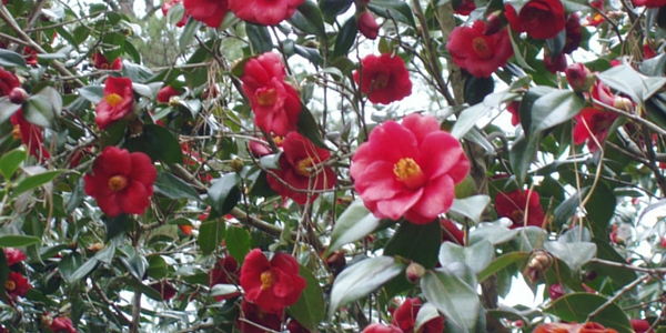 Camellia Garden Stroll scheduled for Feb. 19 in Hammond