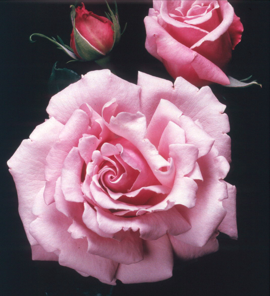 2004 All-America Rose Selections Winners