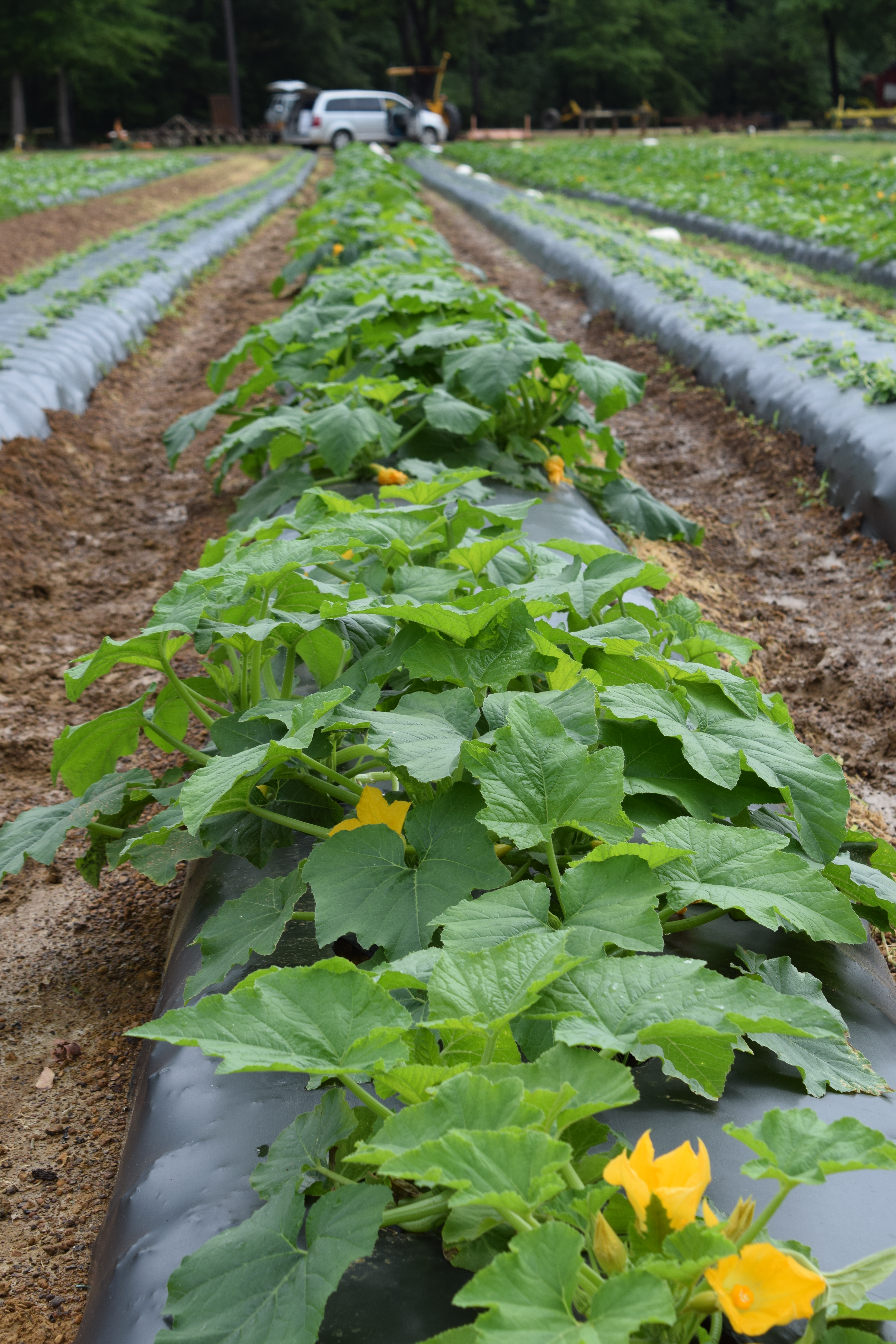 2016 LSU AgCenter Squash Variety Trial 