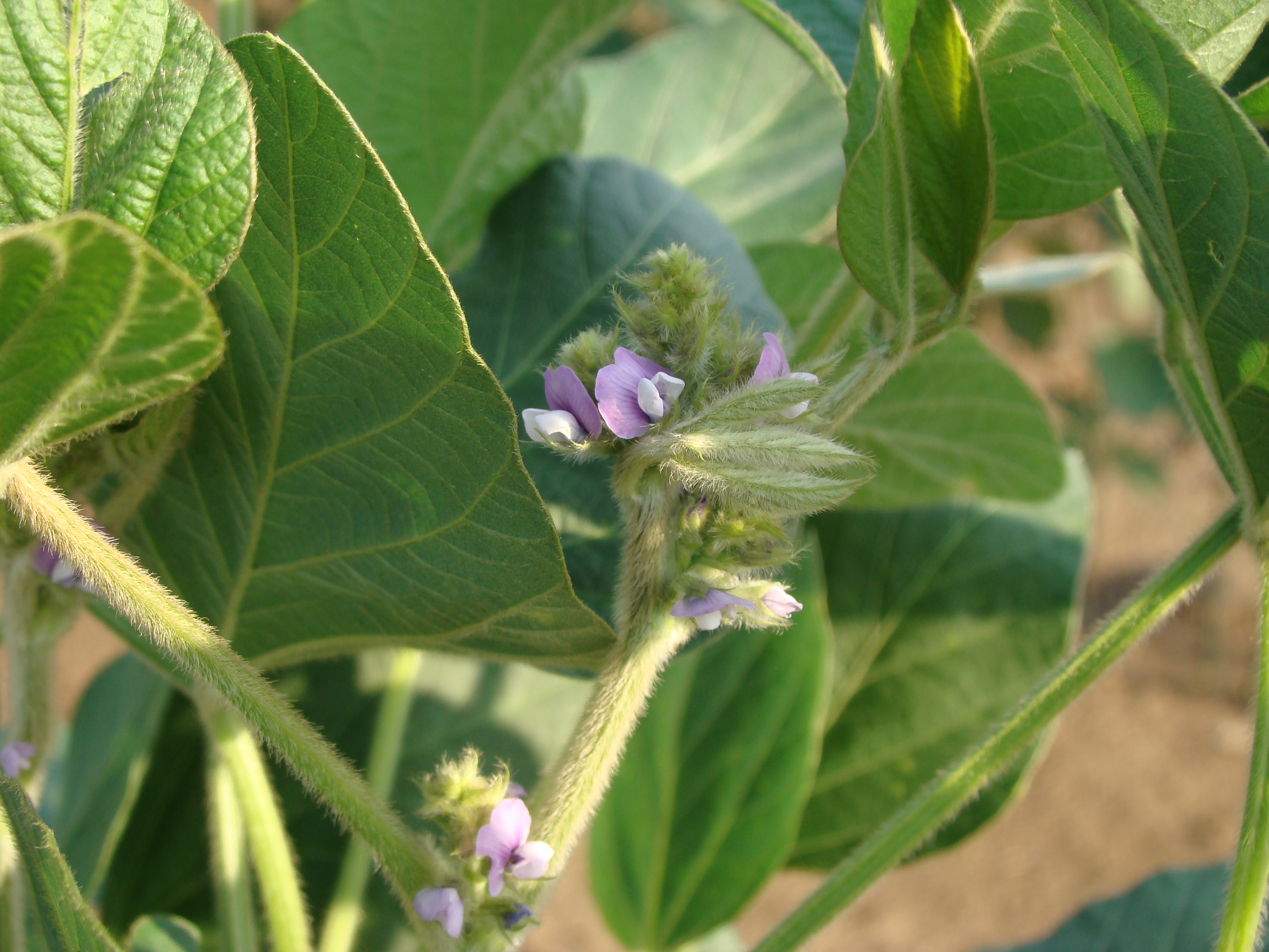 A close-up of soybean flowers and pods.