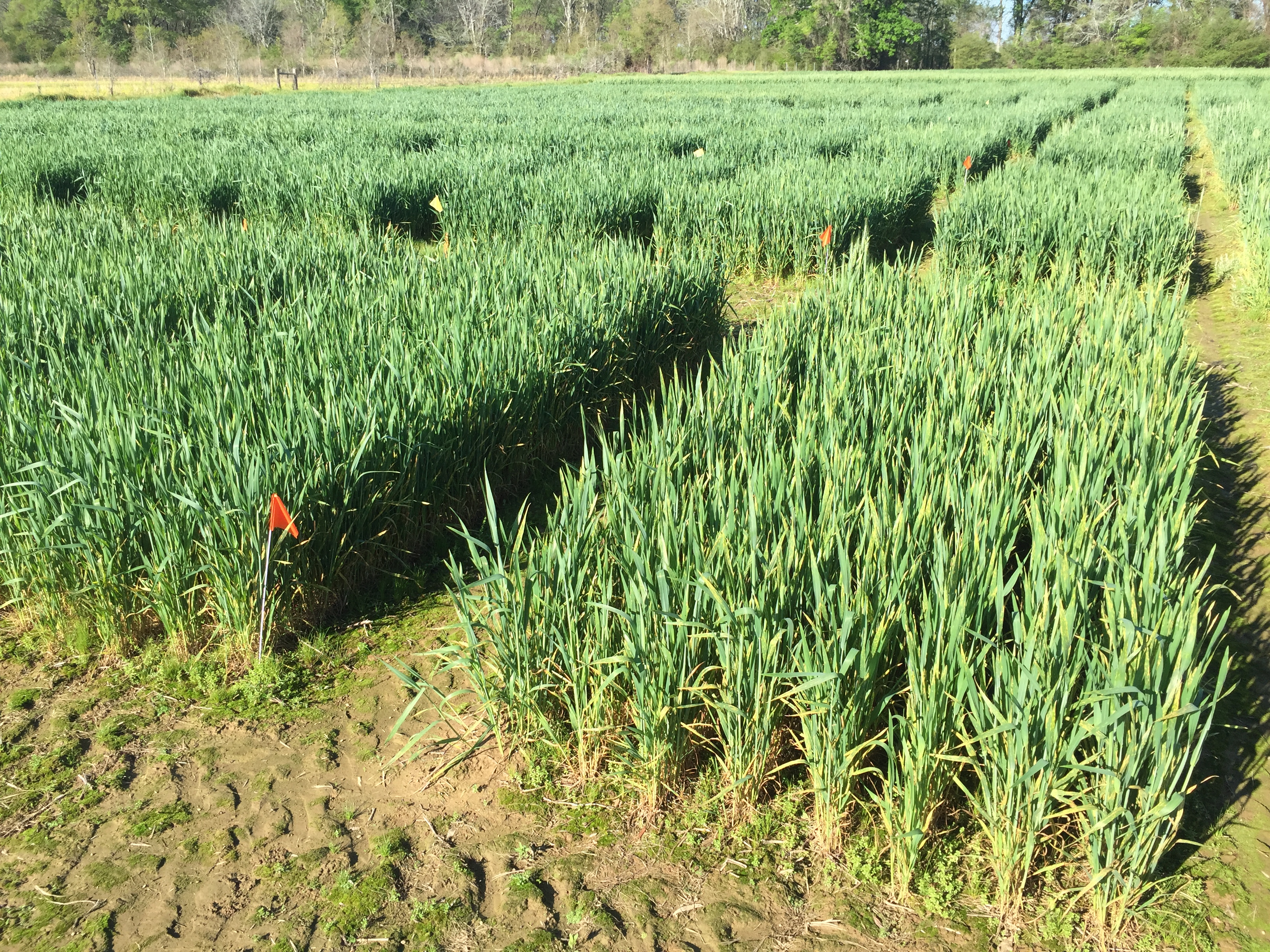 A close up of wheat research plots.