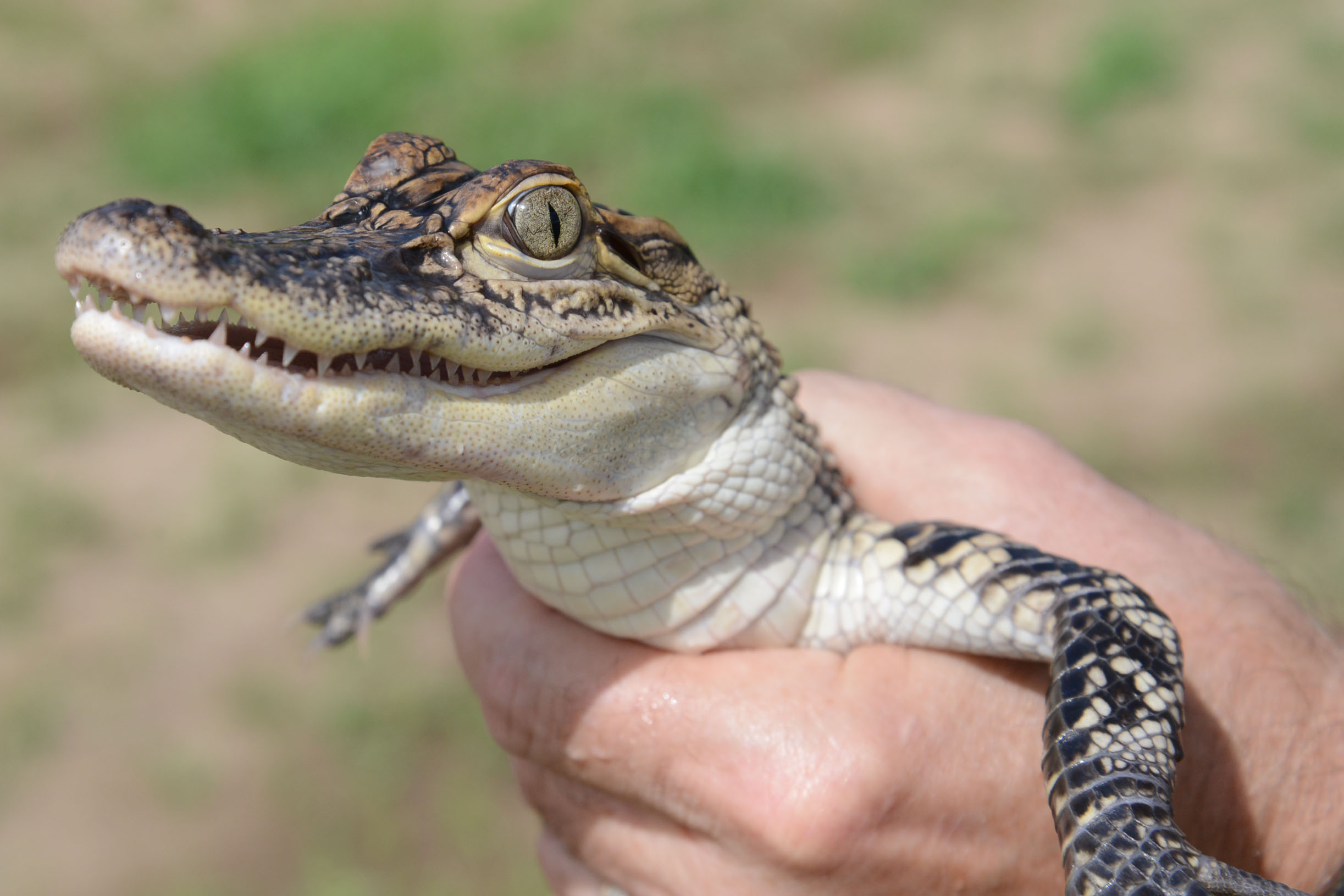 Dietary Needs of Farm-Raised Alligators