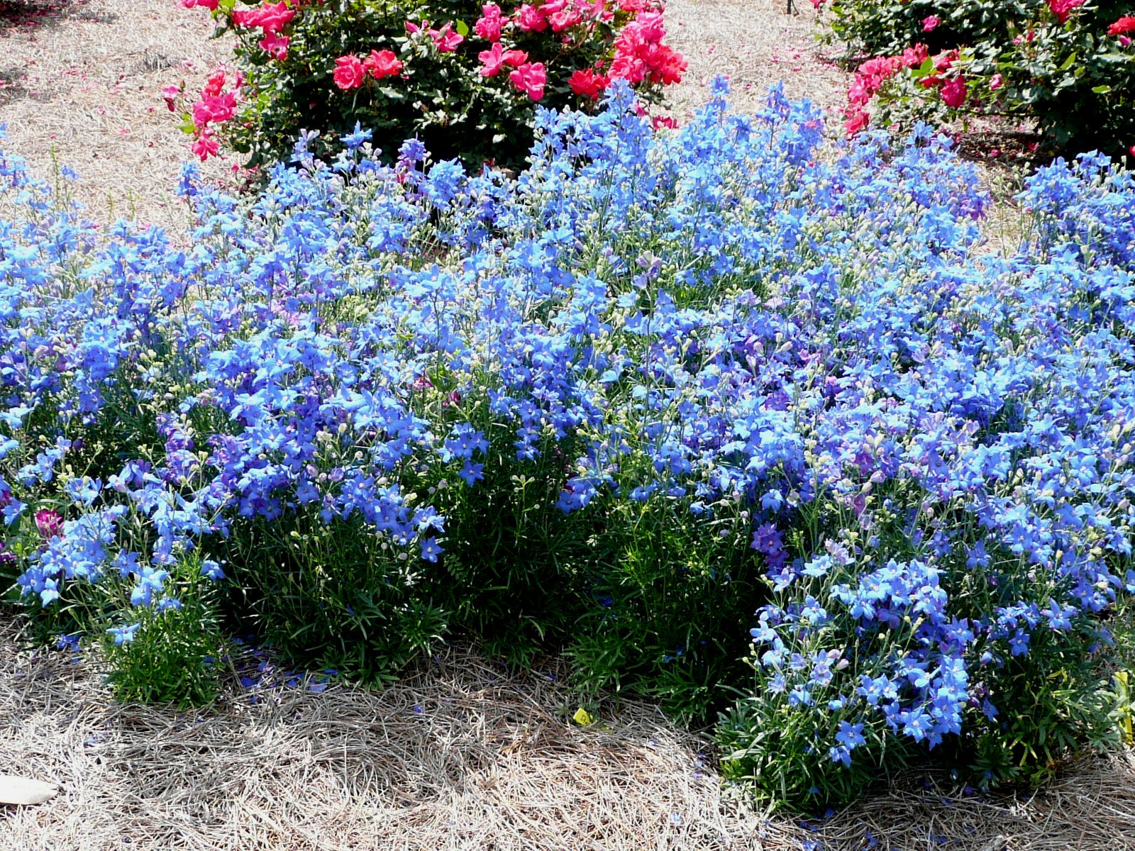 Try some new, cool-season flowers in your landscape