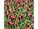 peveto_covercropcombackjpg