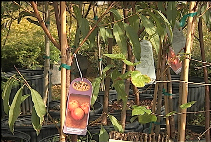 Fall is good season to plant fruit trees