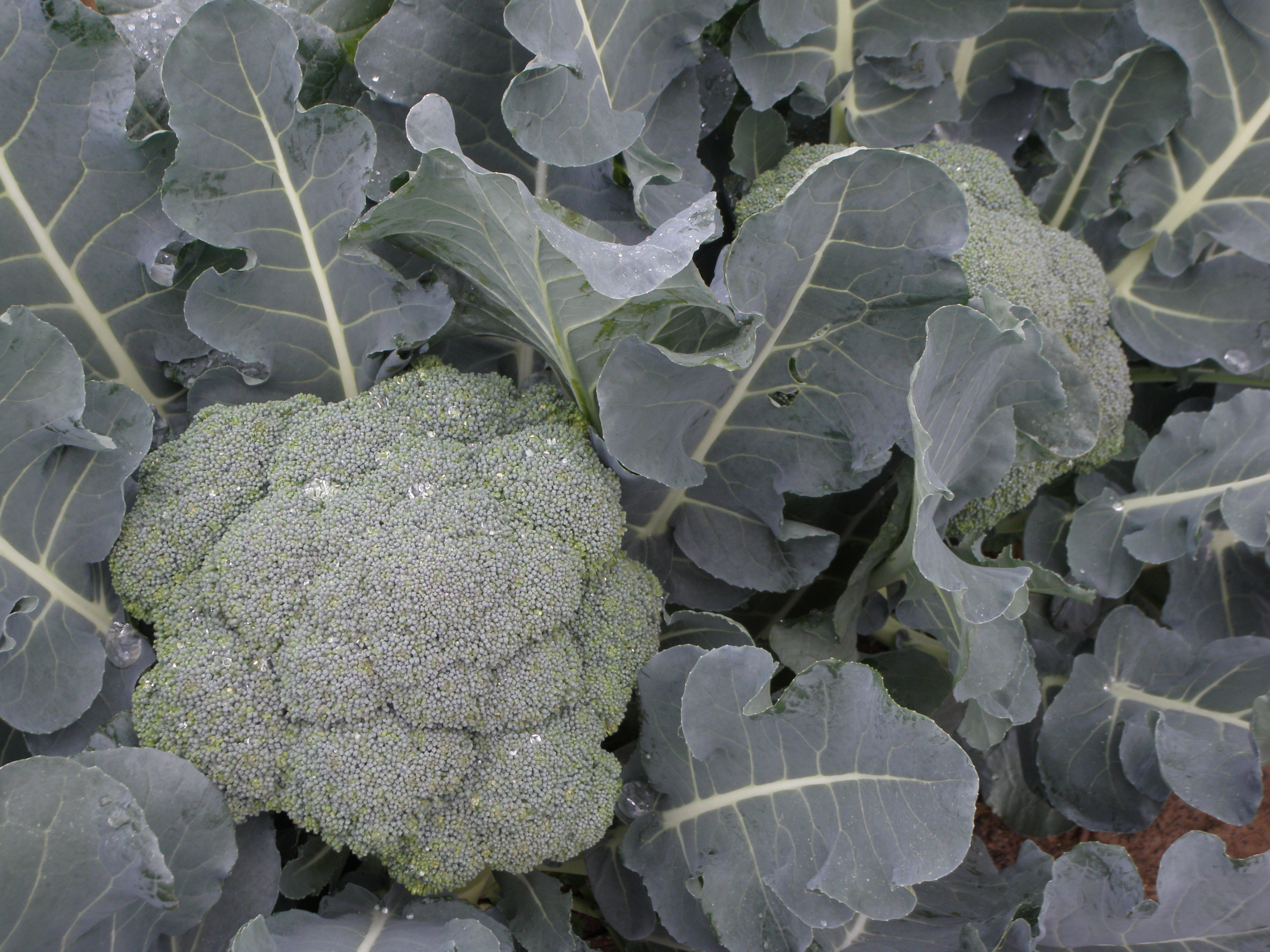 Tips for harvesting winter vegetables