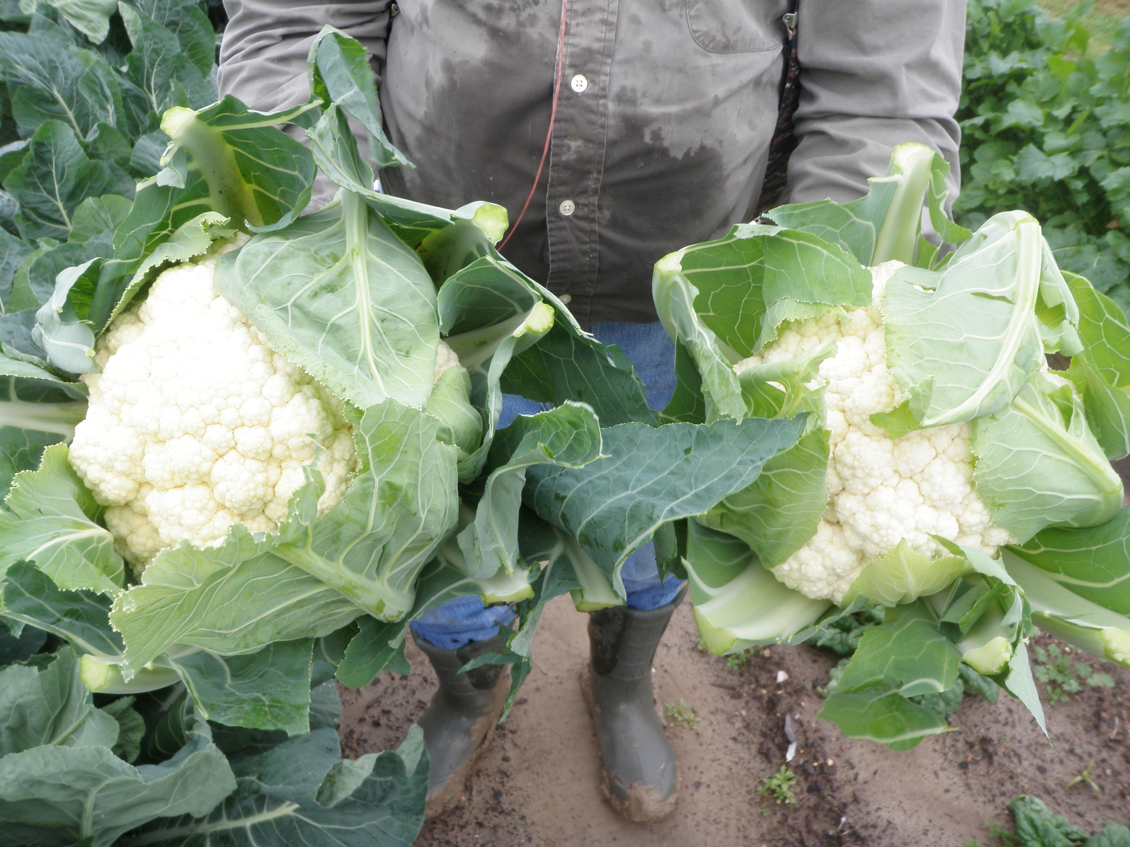 cauliflower