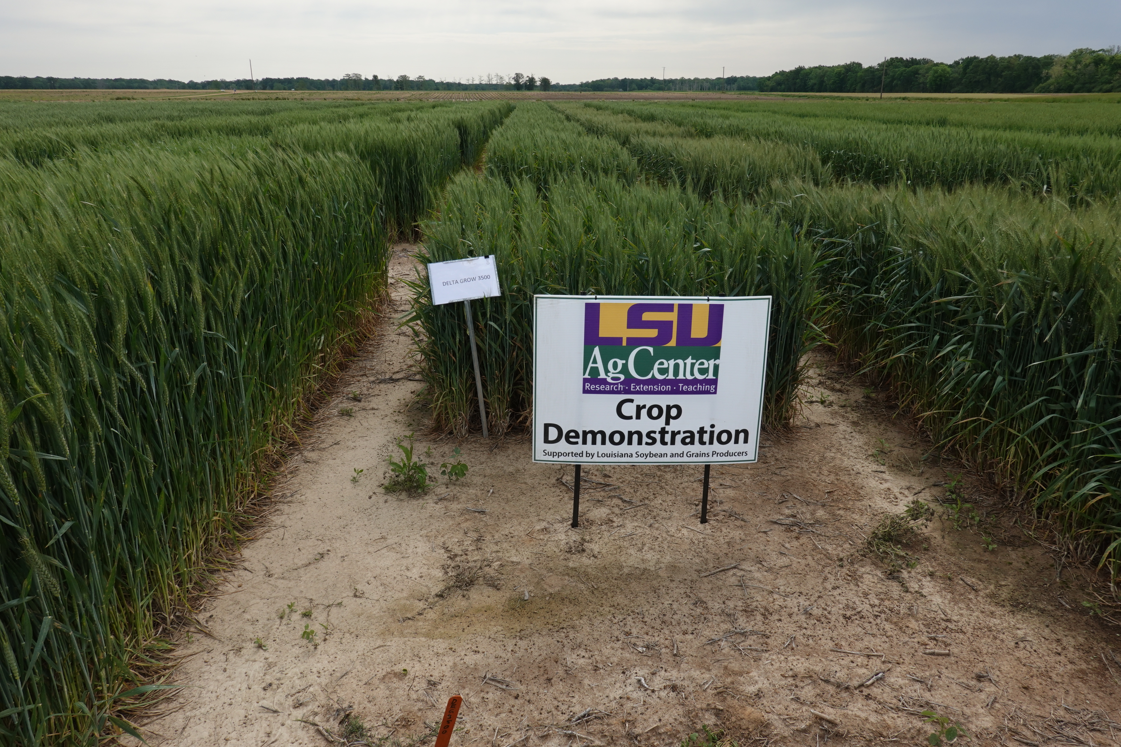 Price, disease topics of wheat, oat field day 