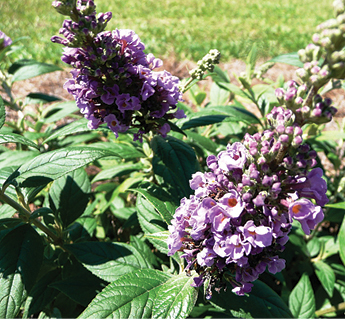 Warm-season landscape plant evaluations at the Hammond Research Station