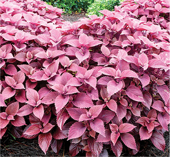 Redhead Coleus