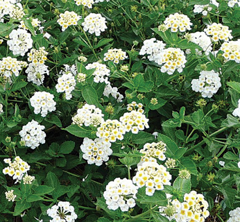 Sunny Side Up Lantana