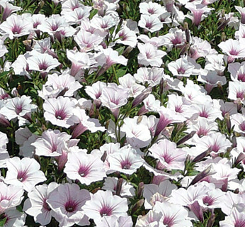 Supertunia Vista Silverberry petunia