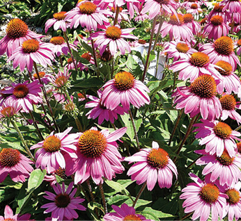 PowWow Wild Berry Echinacea