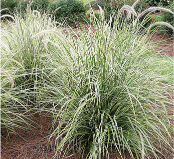 Sky Rocket Pennisetum