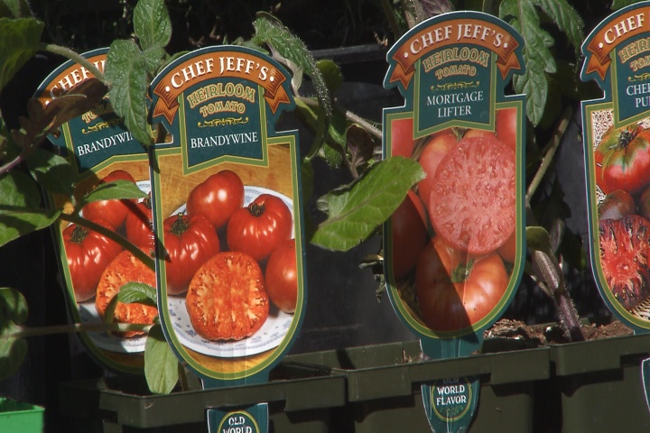 Buying the best tomato for your garden