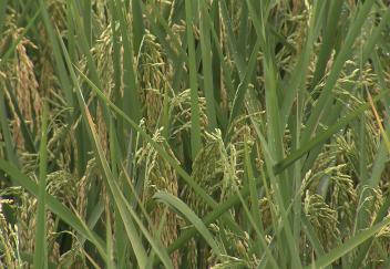 Farmer experimenting with furrow-irrigated rice