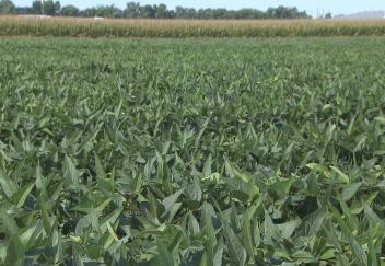 LSU AgCenter research helps farmers fight weeds