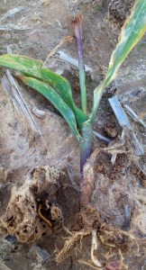 Wireworms Prevalent This Year 