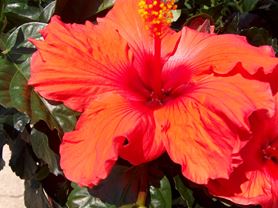 Growing the Tropical Hibiscus in Louisiana