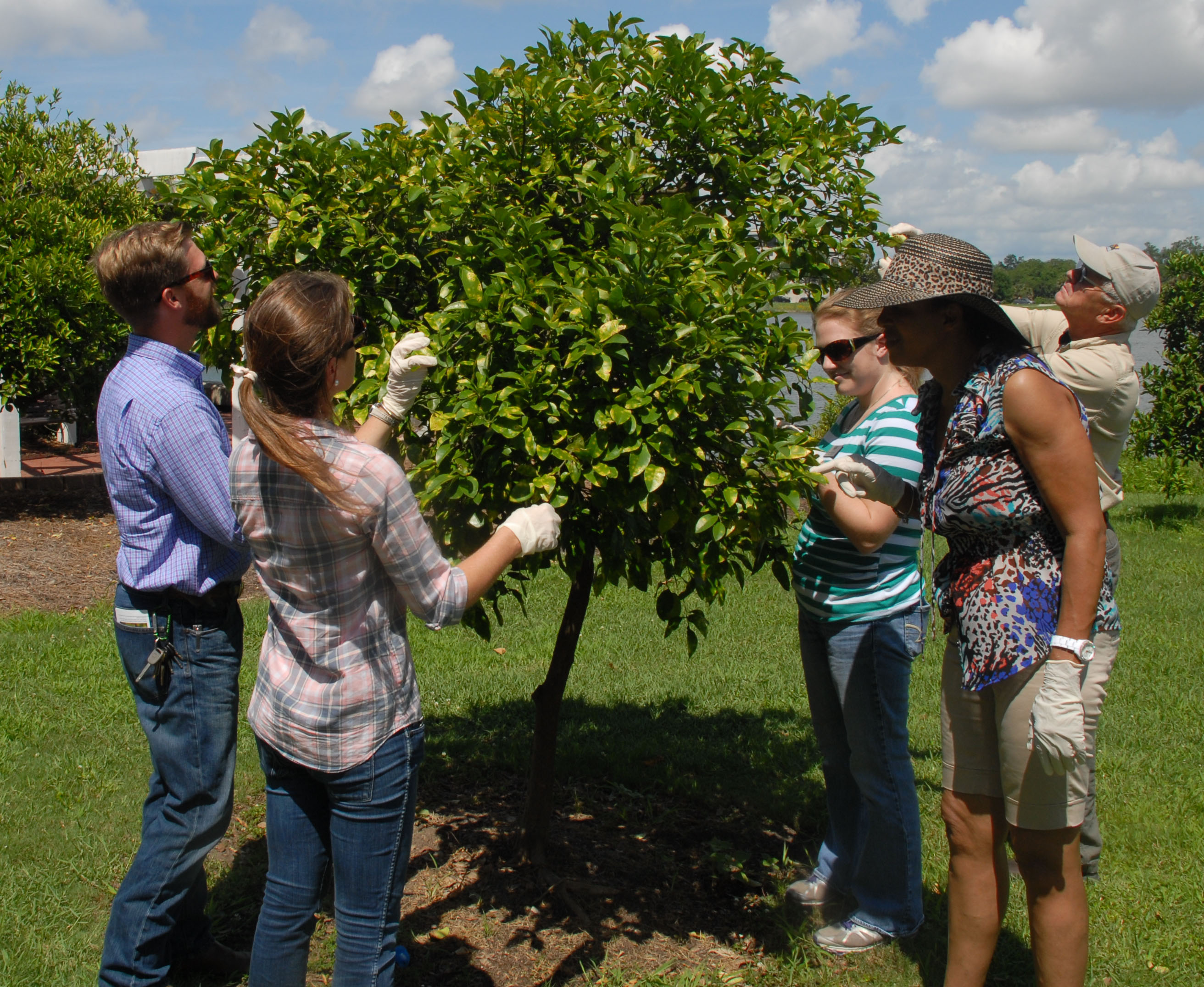 Citrus canker, greening continue to spread in Louisiana