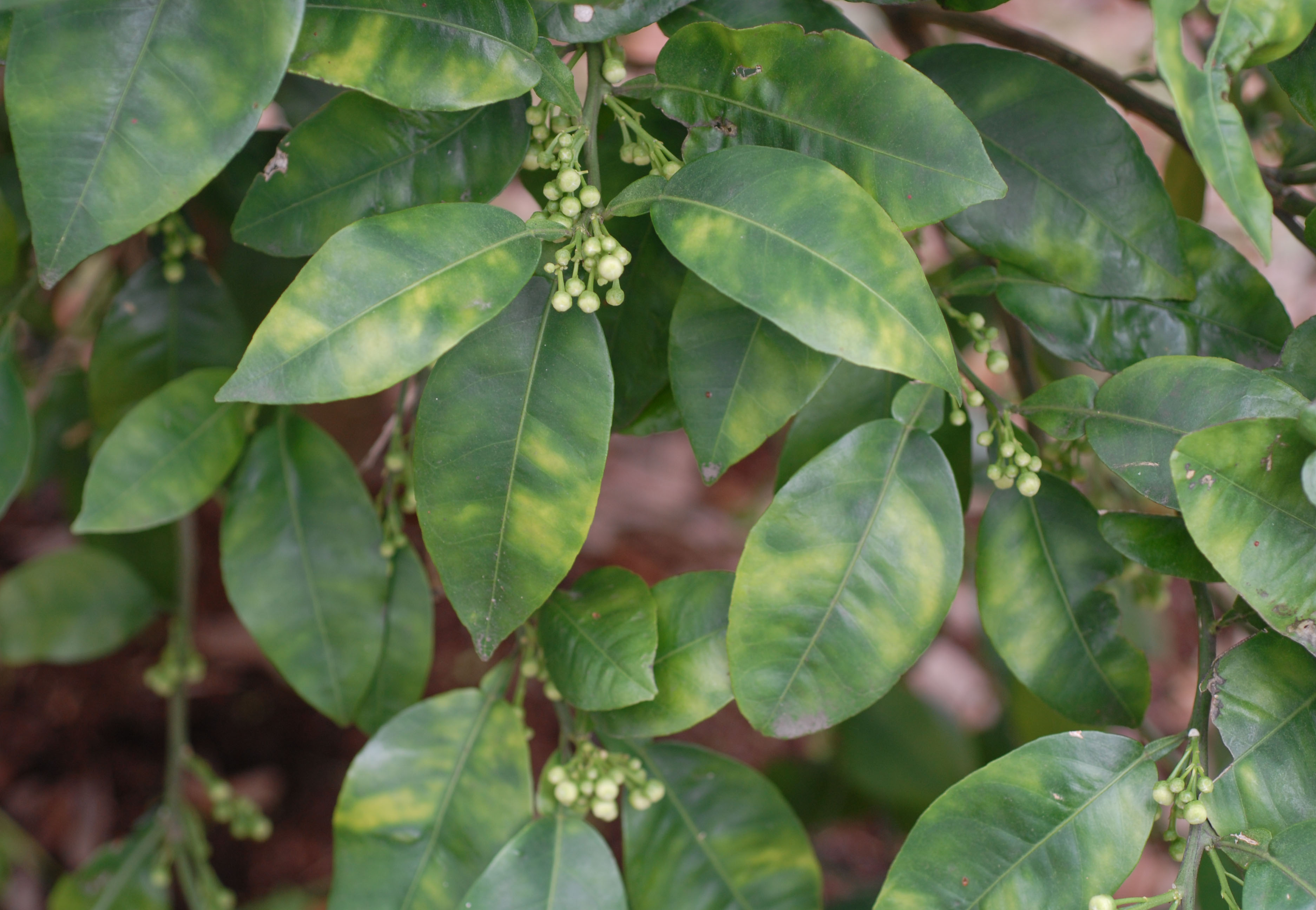 grapefruit leaves
