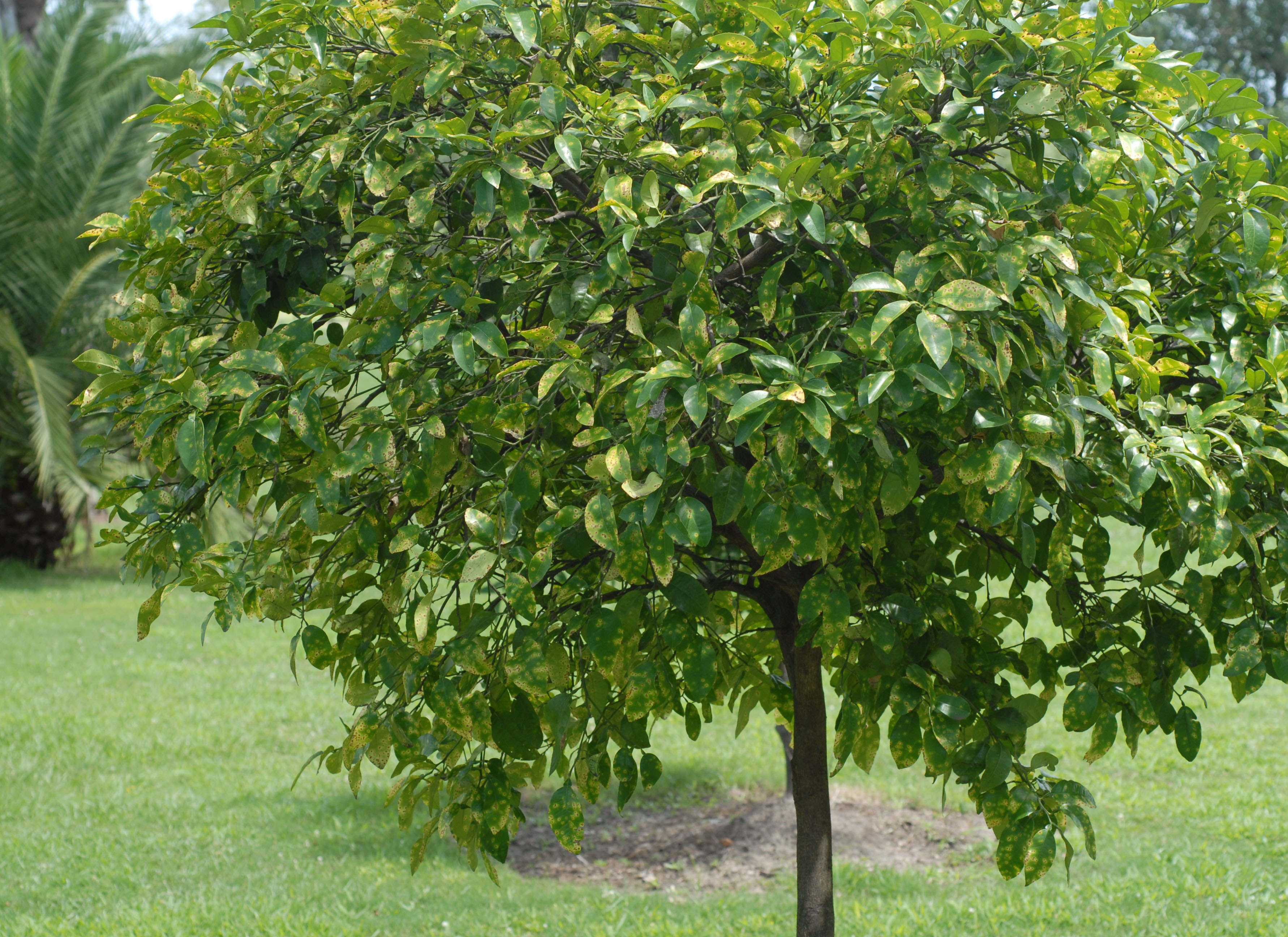 sweet orange tree