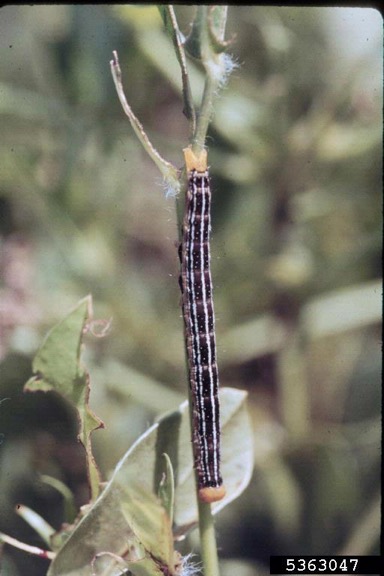 Velvetbean caterpillar larva.