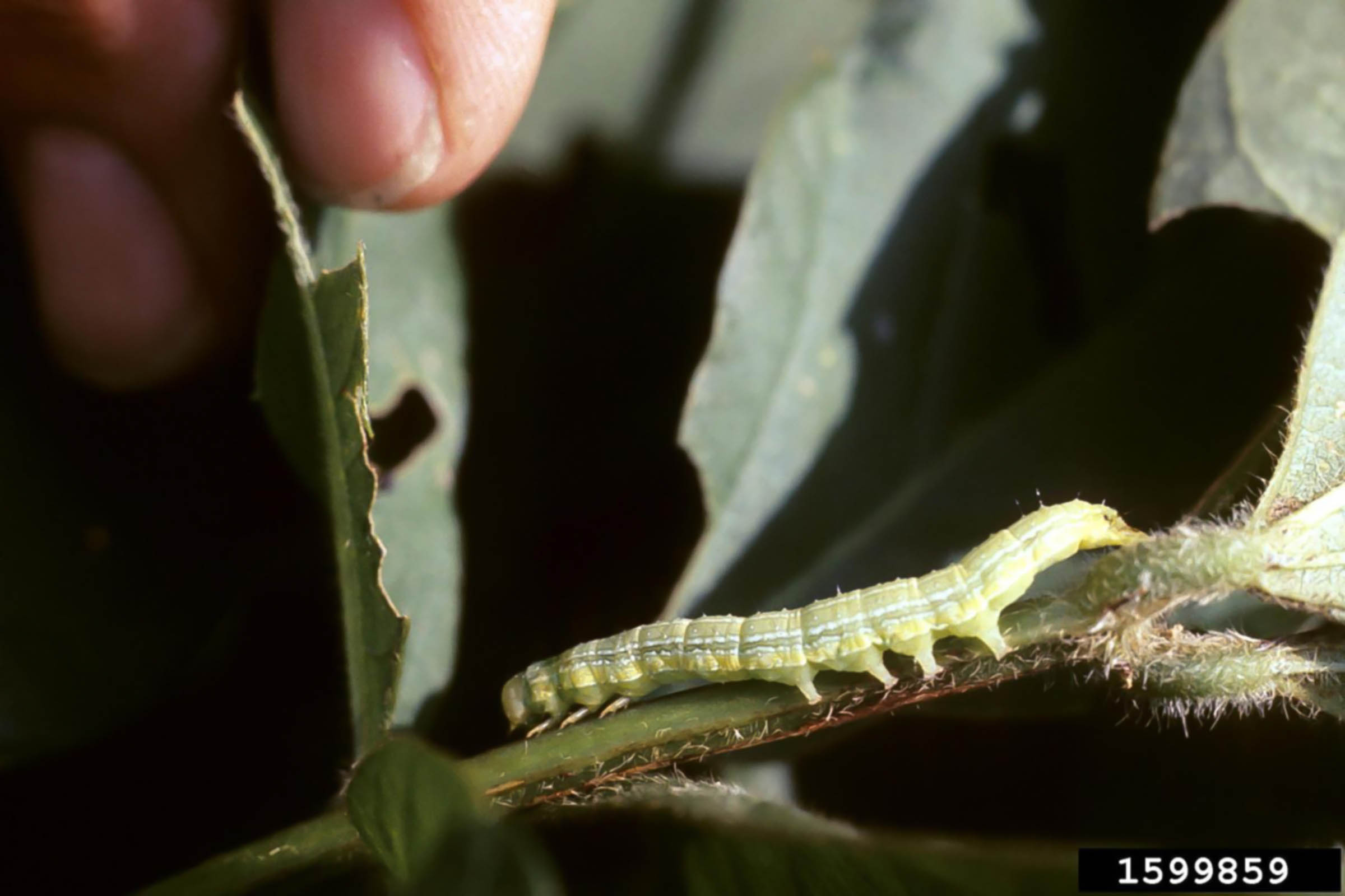 Velvetbean caterpillar on soybean.