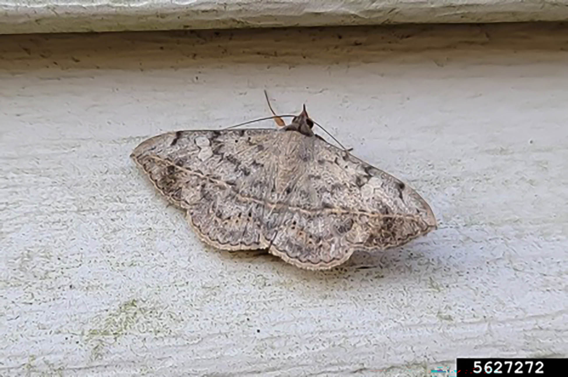 Velvetbean caterpillar moth adult.